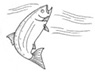 Marin Watersheds Program