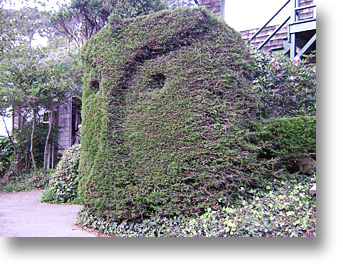 Muir Beach Face in Hedge